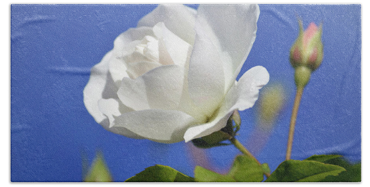 White Rose Bath Towel featuring the photograph November Rose. by Terence Davis