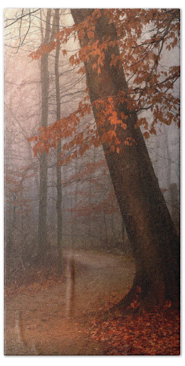 A Beautiful Combination Of Color And Light Found On A Late Autumn Walk In Northeast Ohio. Bath Towel featuring the photograph November Walk by Rob Blair