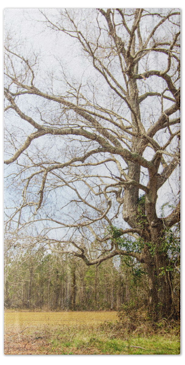 Oak Bath Towel featuring the photograph Oak Tree Along the Backroads - Pamlico County, North Carolina by Bob Decker
