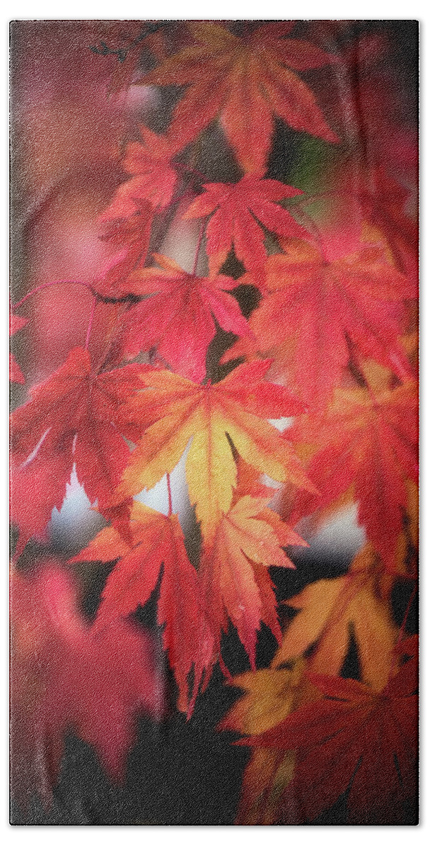 Leaves Bath Towel featuring the photograph October Maple by Philippe Sainte-Laudy