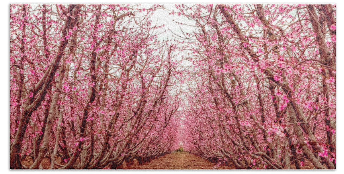 Blossom Trail Bath Towel featuring the photograph Old Fruit Trees With New Blossoms by Elvira Peretsman