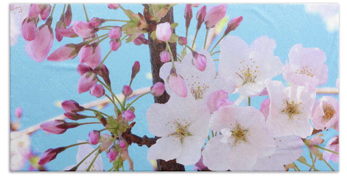Japanese Cherry Blossom Hand Towel featuring the photograph On A Spring Day by Scott Cameron