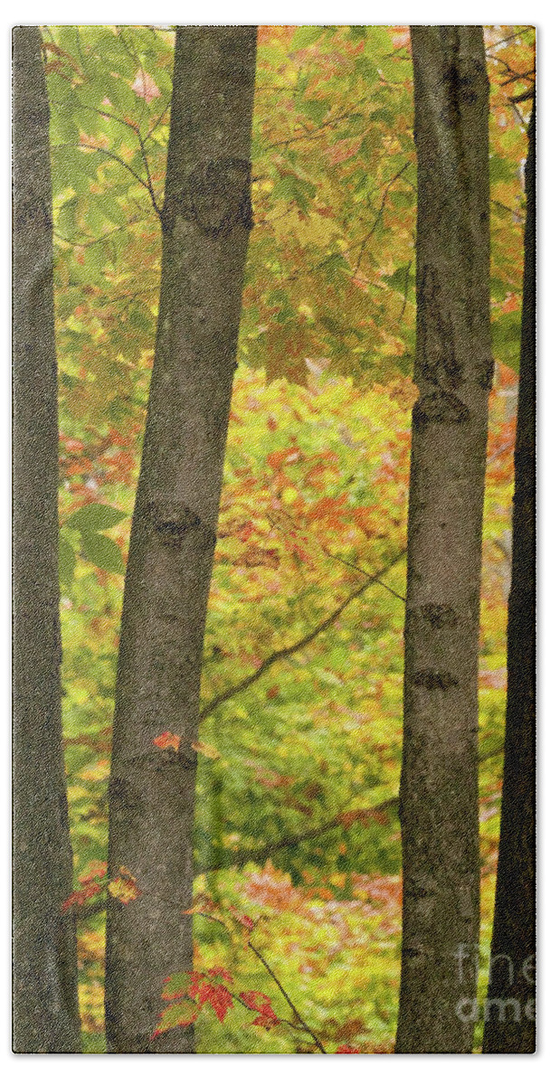 Nature Bath Towel featuring the photograph On An Overcast Day In Autumn 7 by Dorothy Lee