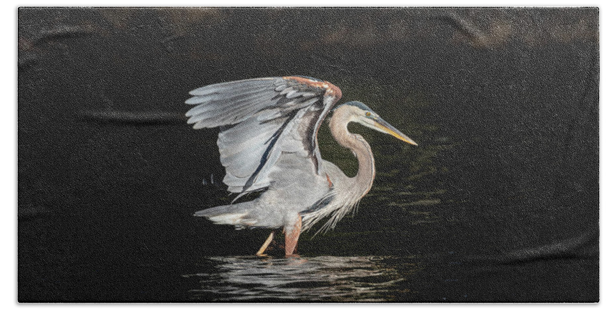 Great Blue Heron Bath Towel featuring the photograph On The Hunt by Jordan Hill