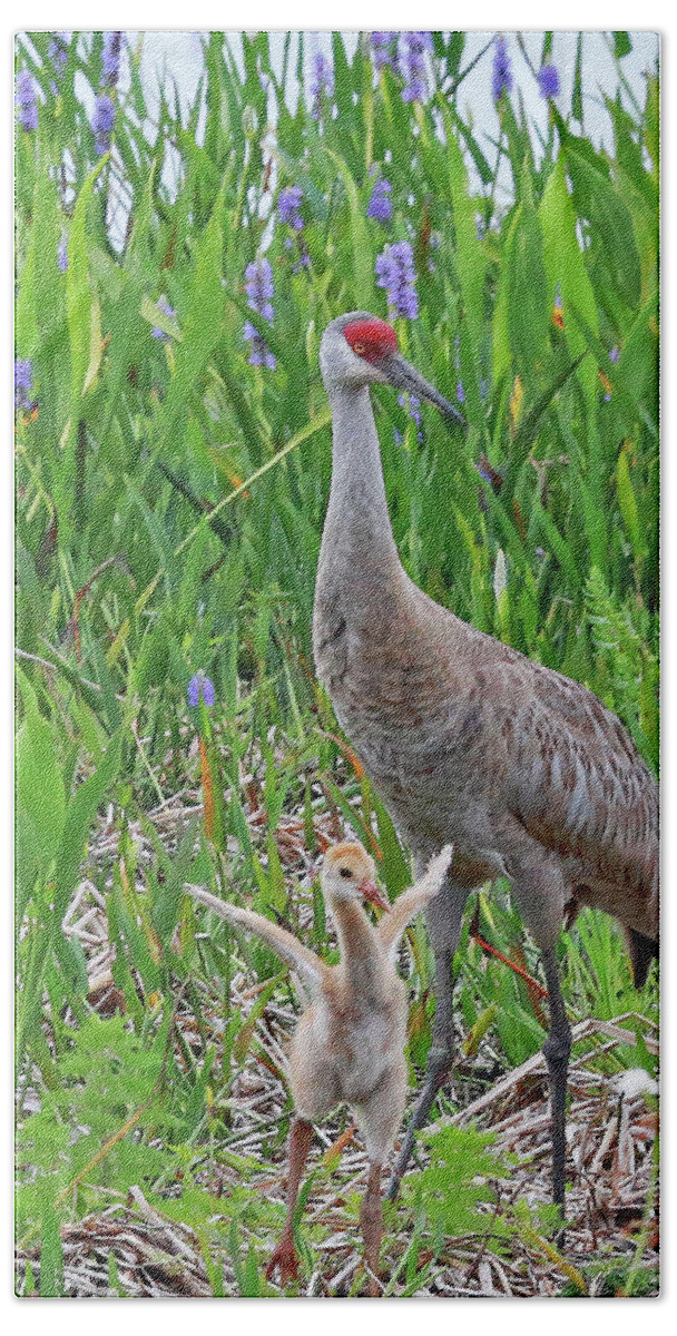 Sandhill Crane Bath Towel featuring the photograph One Day My Little One by Gina Fitzhugh