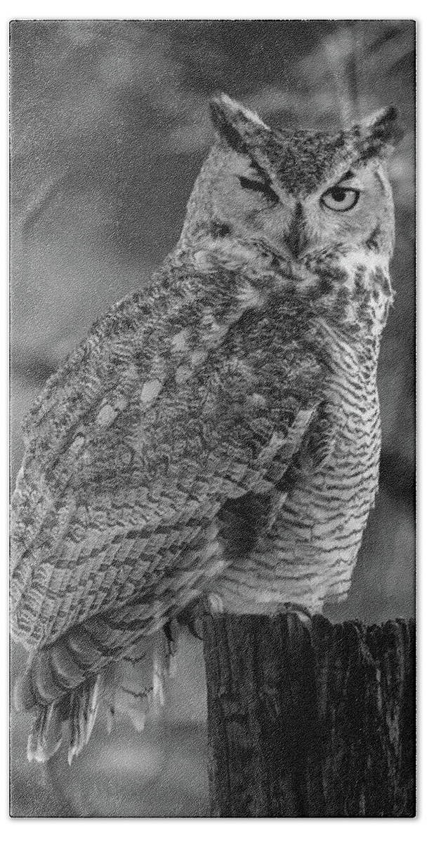 Great Horned Owl Hand Towel featuring the photograph One Eyed Owl Black and White by Steve Templeton