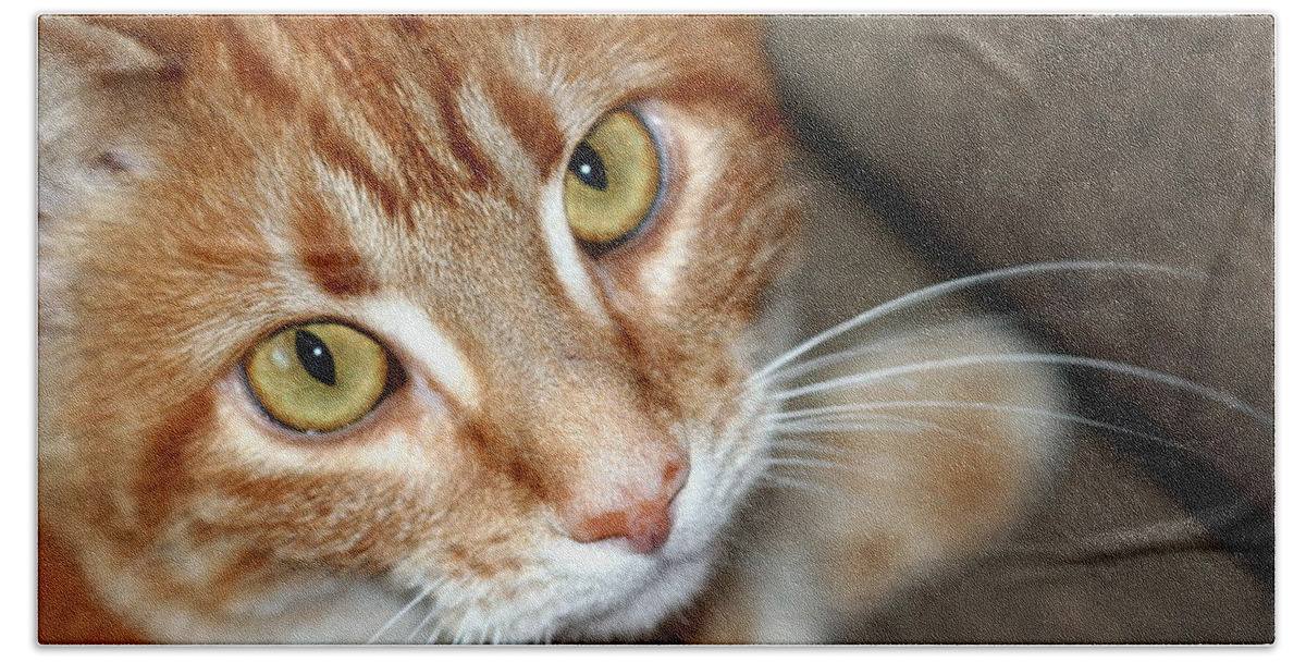 Orange And White Cat Bath Towel featuring the photograph Orange And White Cat Looking At Camera by Valerie Collins
