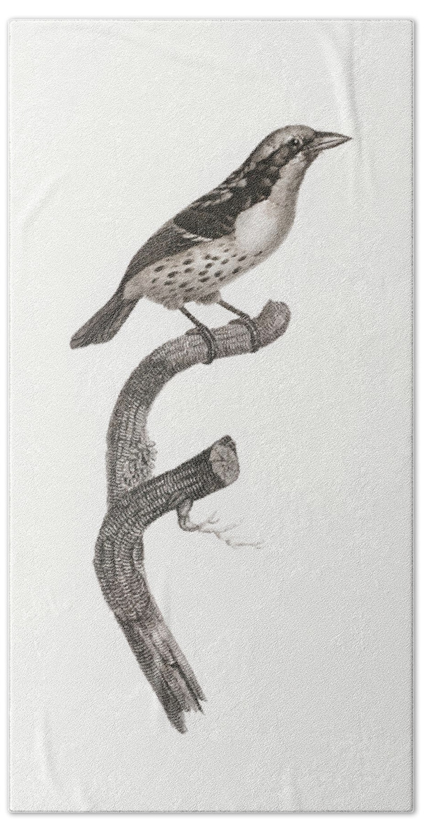 Jacques Barraband Hand Towel featuring the digital art Orange Billed Sparrow -  Vintage Bird Illustration - Birds Of Paradise - Jacques Barraband by Studio Grafiikka