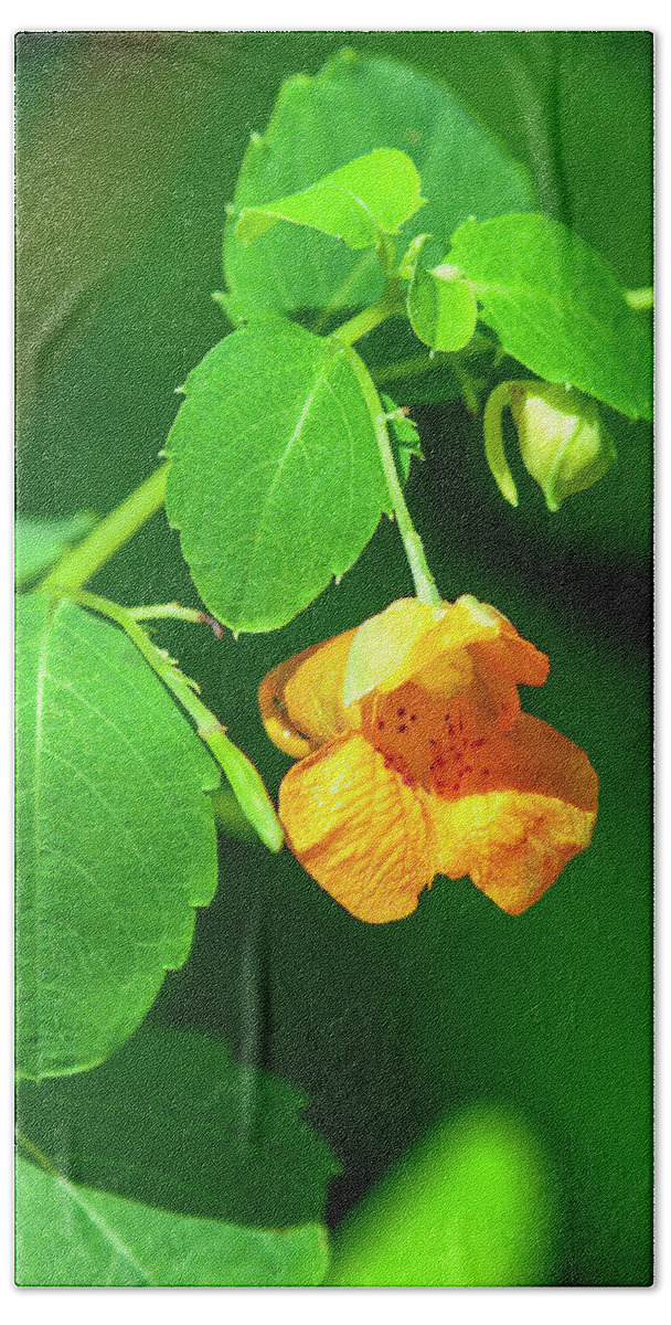 Balsam Family Bath Towel featuring the photograph Orange Jewelweed DFL1221 by Gerry Gantt