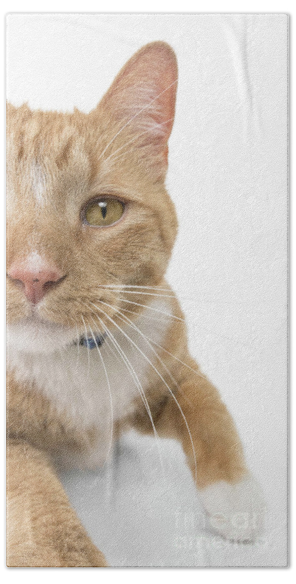Cat Hand Towel featuring the photograph Orange Tabby Joy by Renee Spade Photography