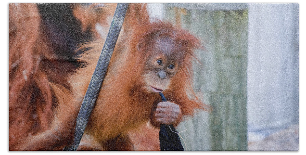 St. Paul Bath Towel featuring the photograph Orangutan Baby Kemala by Kyle Hanson