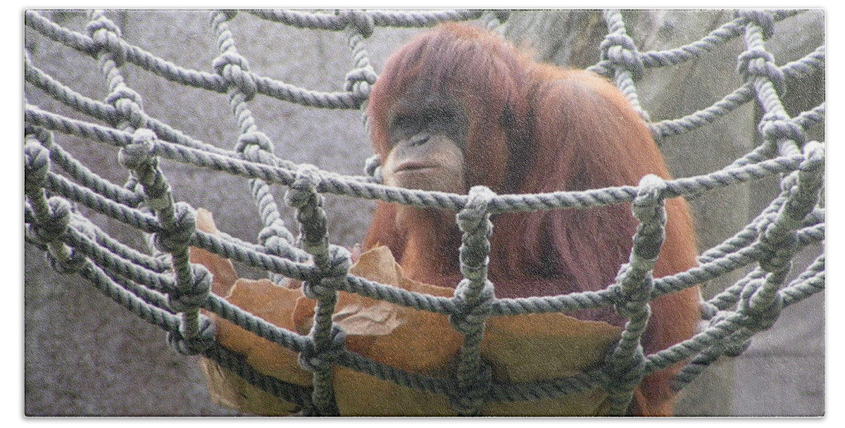 Audubon Zoo Bath Towel featuring the photograph Orangutan by Heather E Harman