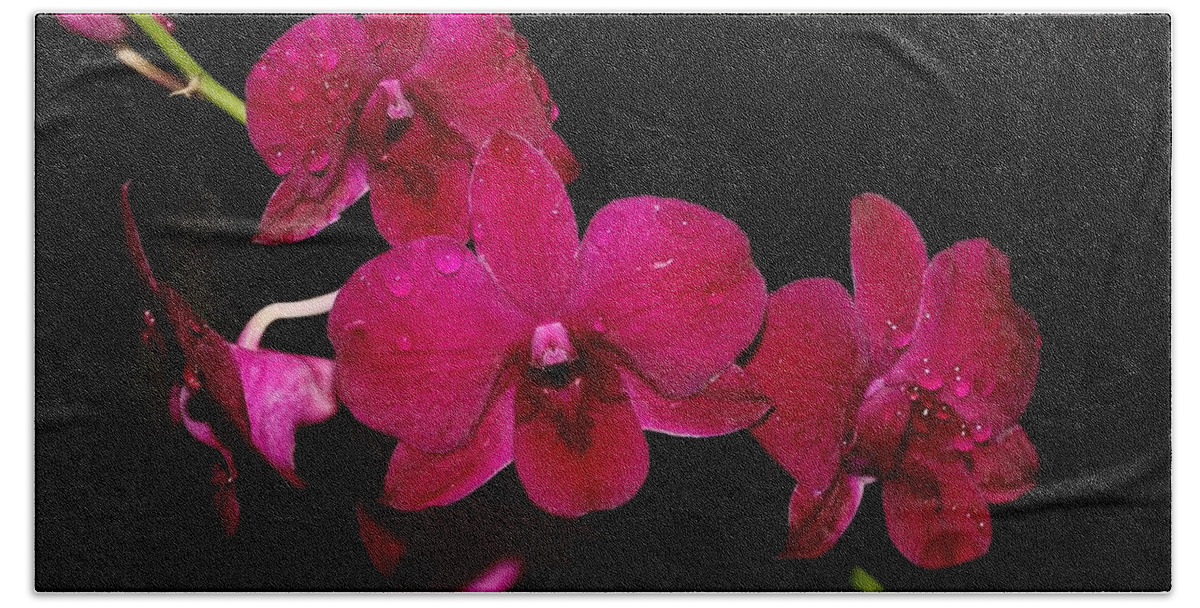 Orchid Bath Towel featuring the photograph Orchid and Morning Due by Mingming Jiang