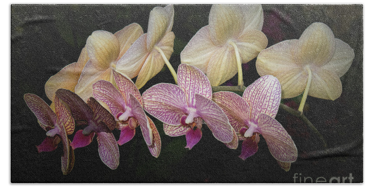 Orchid Hand Towel featuring the photograph Orchid Perfection by Elaine Teague