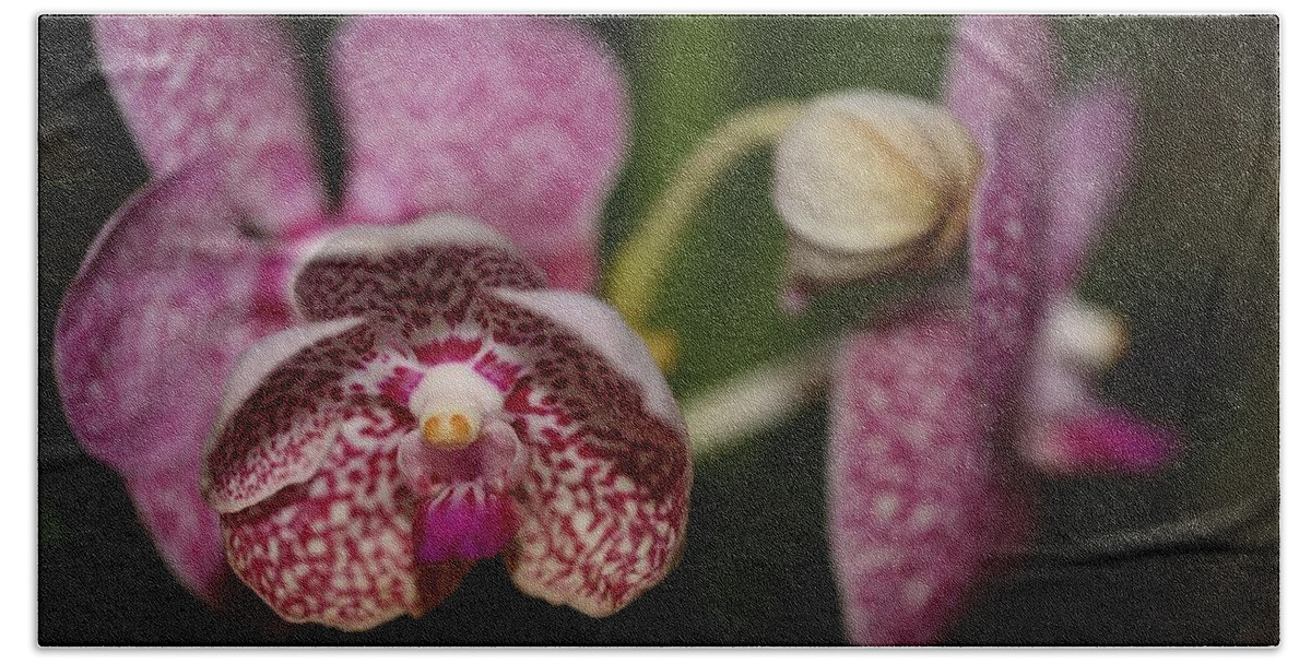 Orchid Bath Towel featuring the photograph Orchids by Mingming Jiang