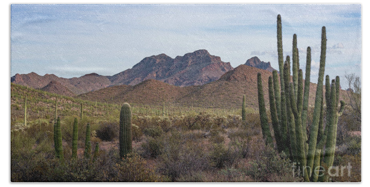 Desert Southwest Hand Towel featuring the photograph Organ Pipe Cactus National Monument by Jeff Hubbard