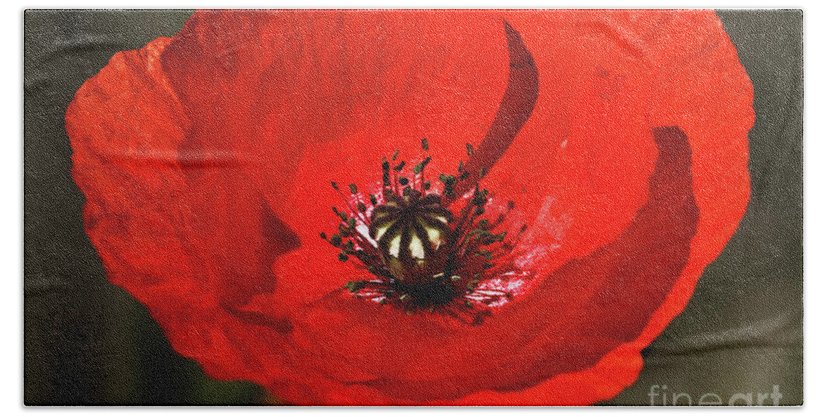 Beautiful Bath Towel featuring the photograph Oriental summer Poppy by Stephen Melia