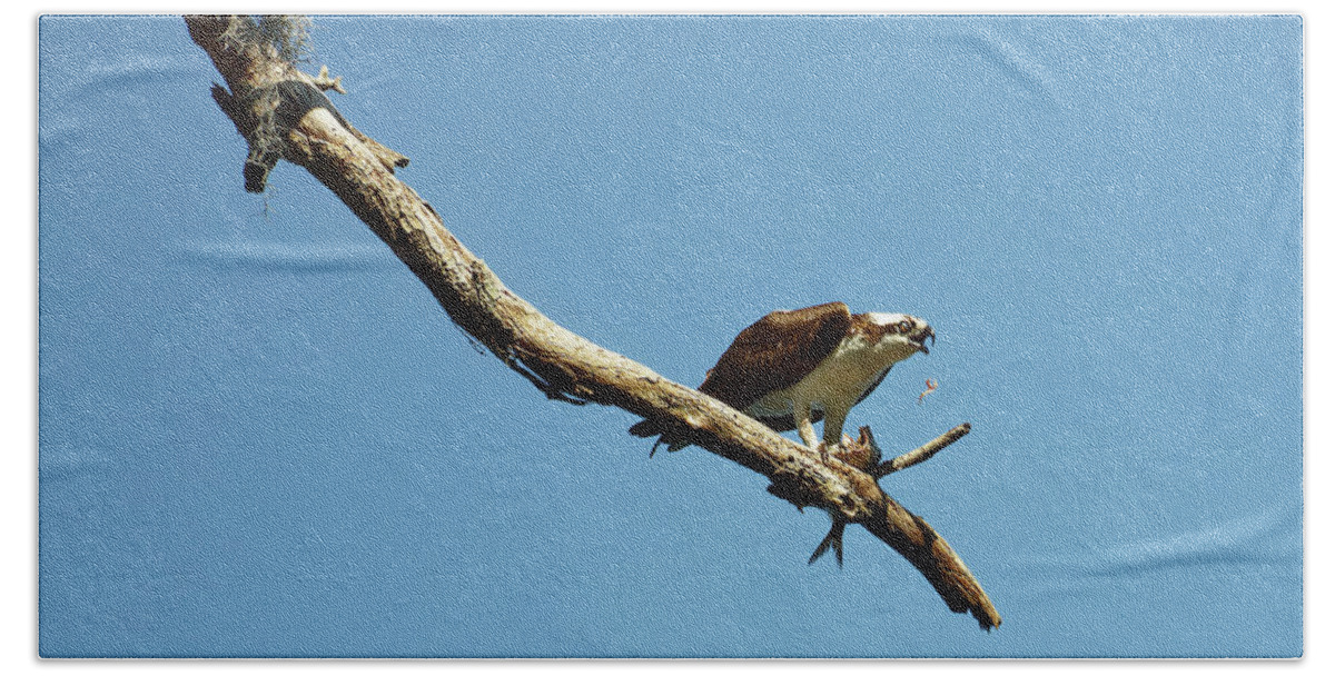 Osprey Hand Towel featuring the photograph Osprey Dropping Food by Sally Weigand