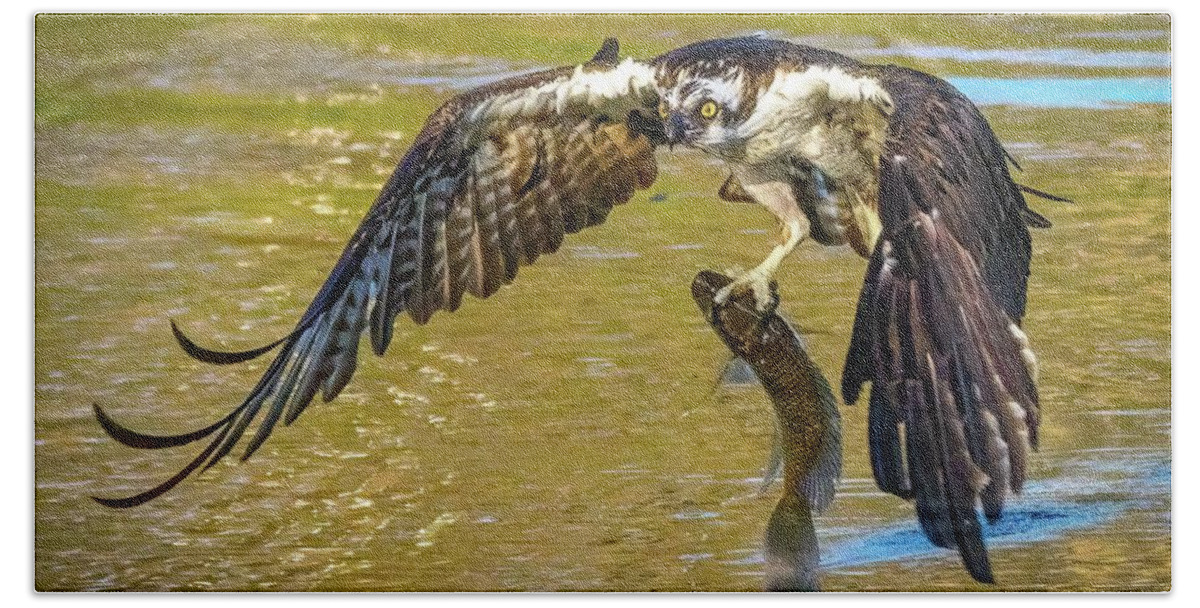 Osprey Bath Towel featuring the photograph Osprey Extraordinaire... by David Choate