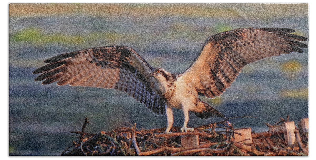 Osprey Fledgling Bath Towel featuring the photograph Osprey Fledgling Ready to Leave the Nest by Shixing Wen
