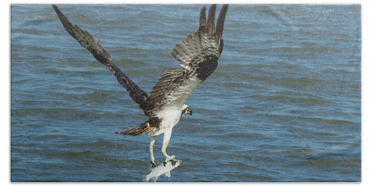 Osprey Bath Towel featuring the photograph Osprey Goes Fishing 2 by Patricia Schaefer