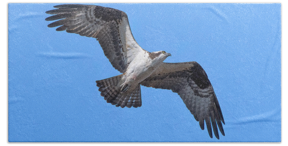 Nature Bath Towel featuring the photograph Osprey in Flight DRB0282 by Gerry Gantt