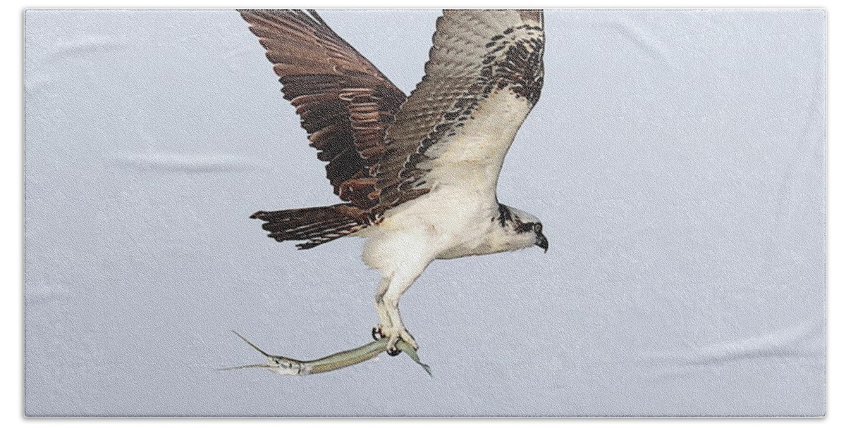 Osprey Bath Towel featuring the photograph Osprey with a Needle Fish 3 by Mingming Jiang