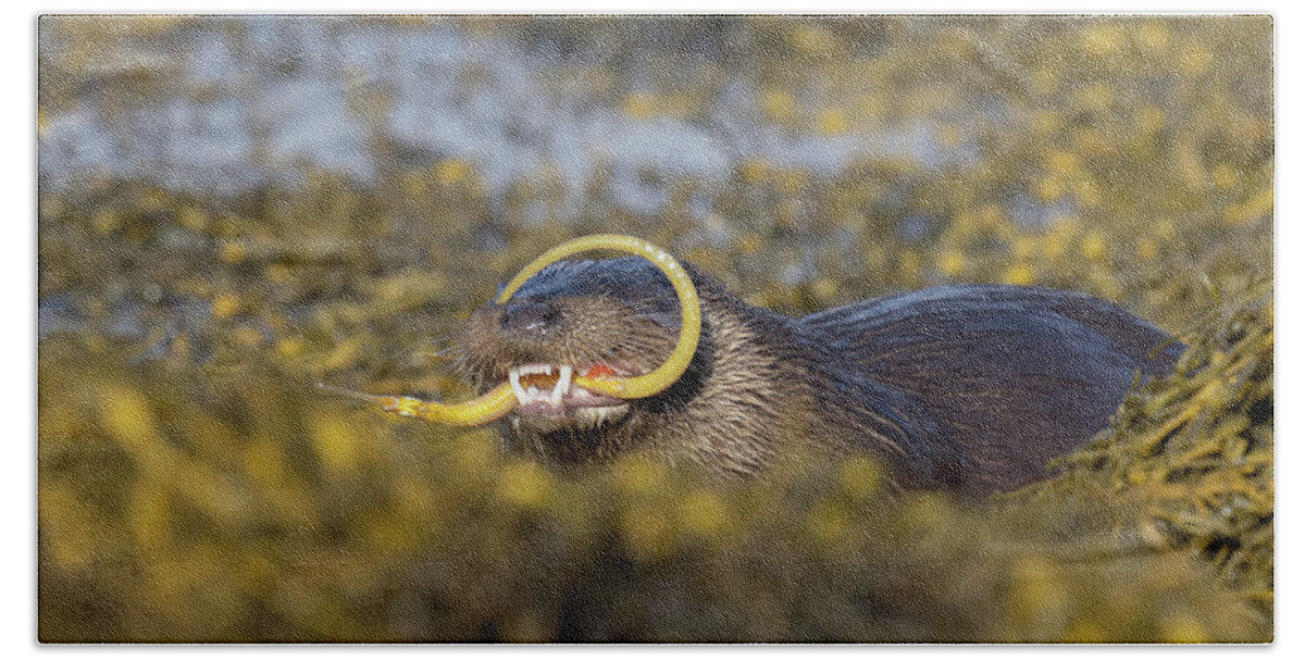 Otter Hand Towel featuring the photograph Otter And The Pipefish by Pete Walkden