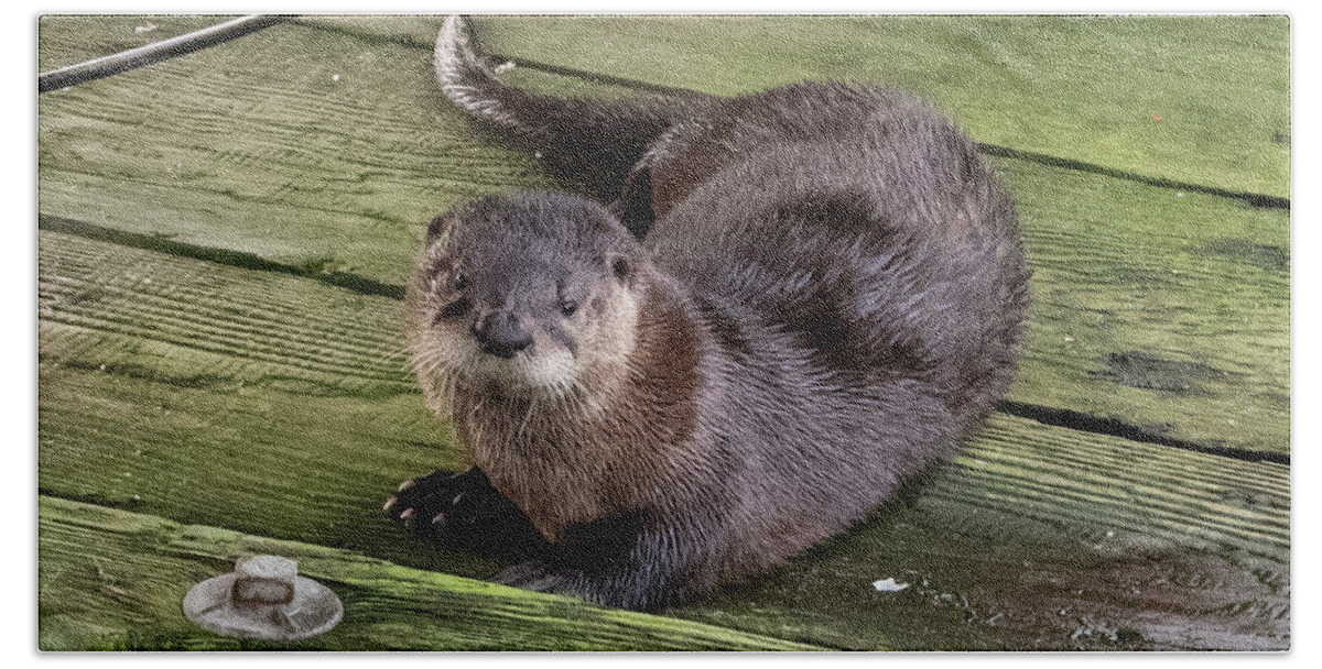 Otter Bath Towel featuring the photograph Otter takes a break by Stephen Sloan