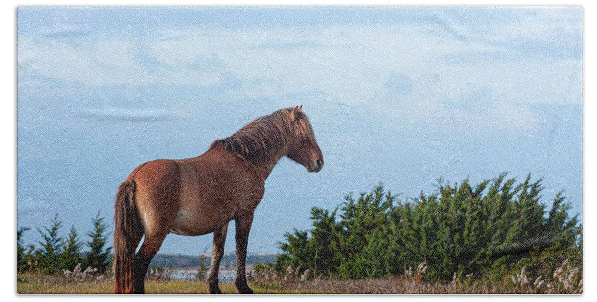 Wild Horse Hand Towel featuring the photograph Outer Banks Wild Horse Near Beaufort NC by Bob Decker
