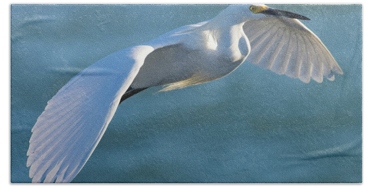 Snowy Egret Bath Towel featuring the photograph Outstretched Glide by RD Allen