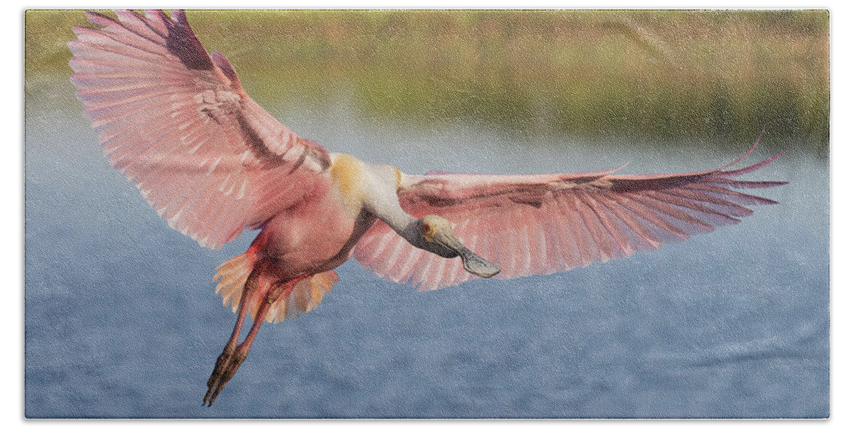 Roseate Spoonbill Hand Towel featuring the photograph Outstretched by RD Allen