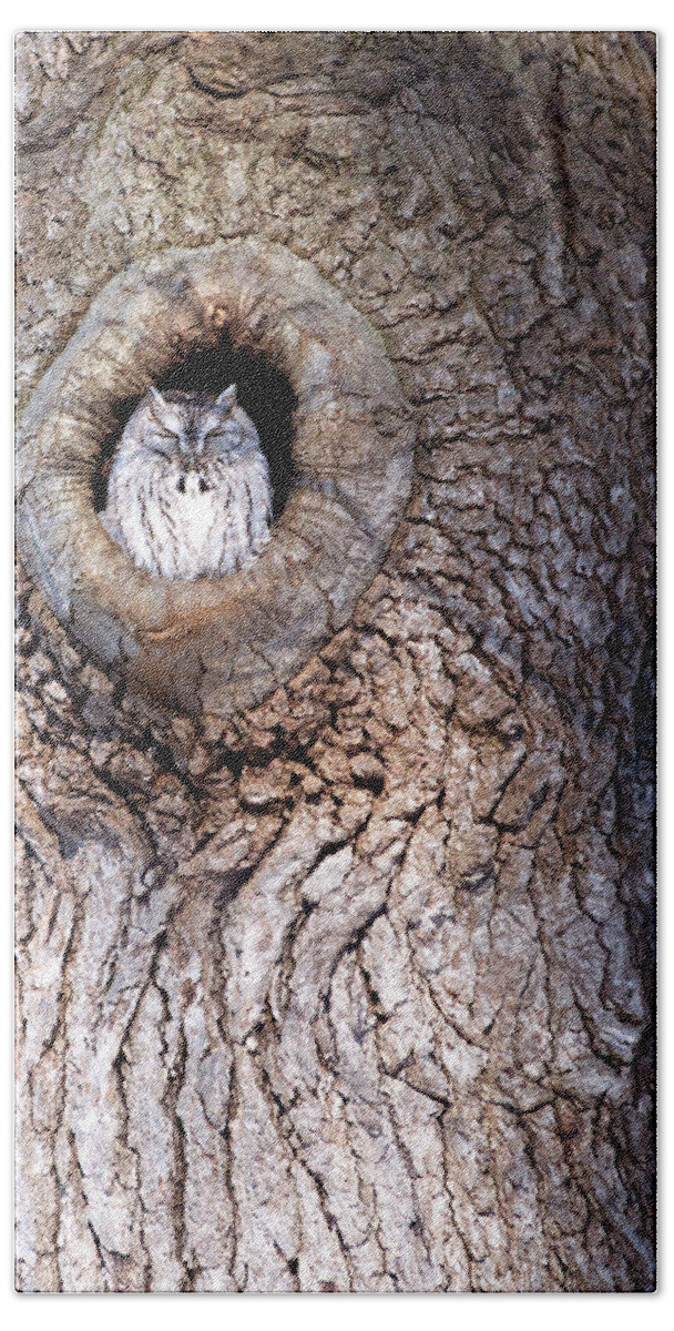 Owl Bath Towel featuring the photograph Owl Roosting by Flinn Hackett