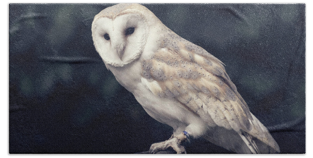 Owl Bath Towel featuring the photograph Owl sitting on a glove by Andrew Lalchan