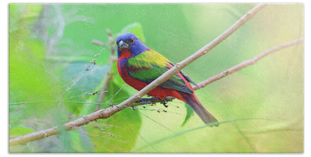 Painted Buntings Hand Towel featuring the photograph Painted Bunting Male Perched Lakeland Florida by Marlin and Laura Hum