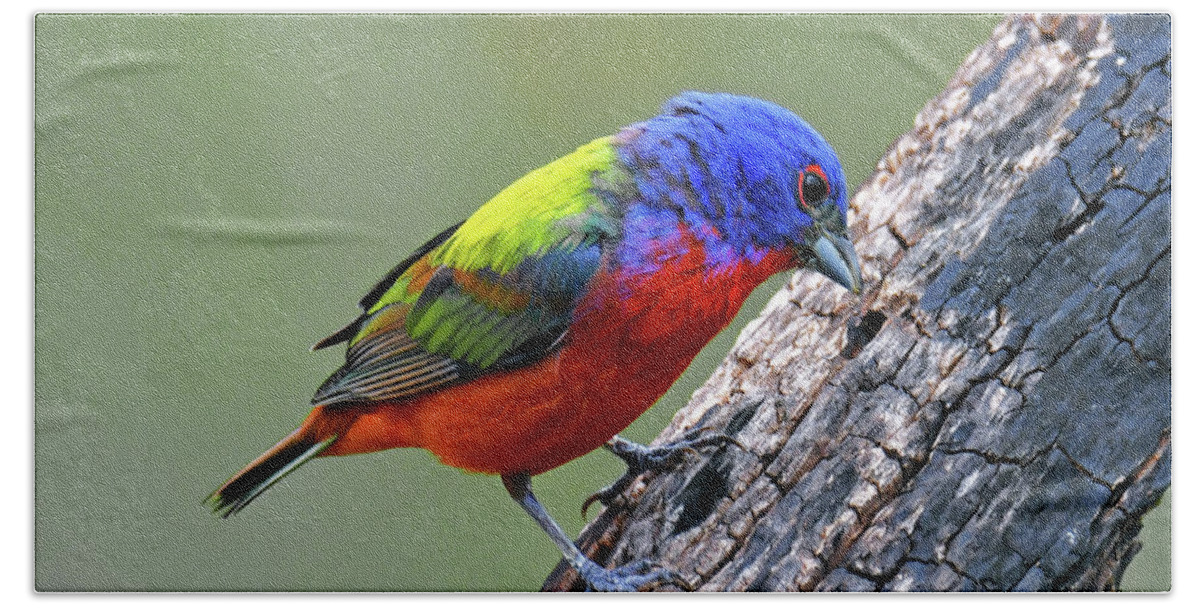 Painted Bunting Bath Towel featuring the photograph Painted Bunting nbr10 by Stuart Harrison