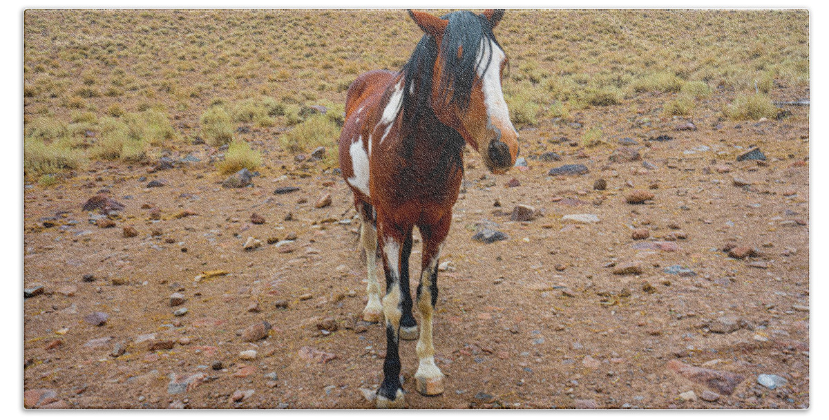 Horse Bath Towel featuring the photograph Painted Nevada Mustang by Ron Long Ltd Photography