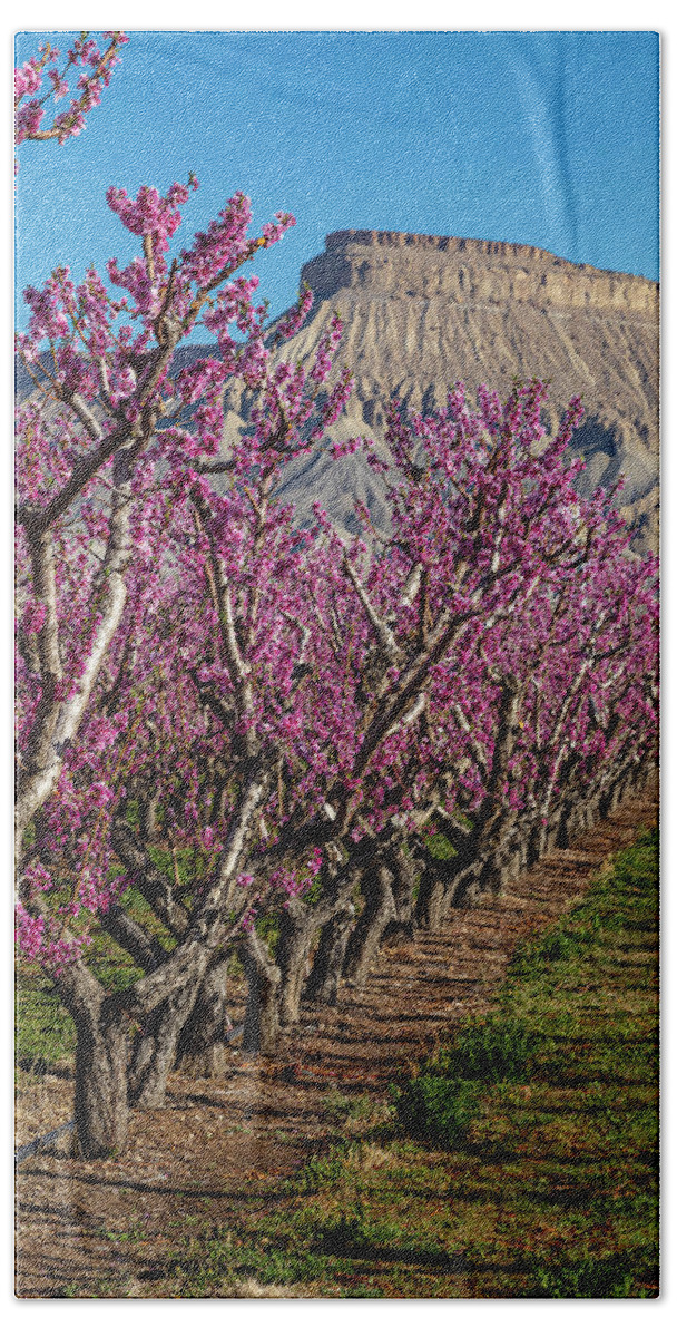 Colorado Hand Towel featuring the photograph Palisade Colorado Peach Orchard in Bloom by Teri Virbickis