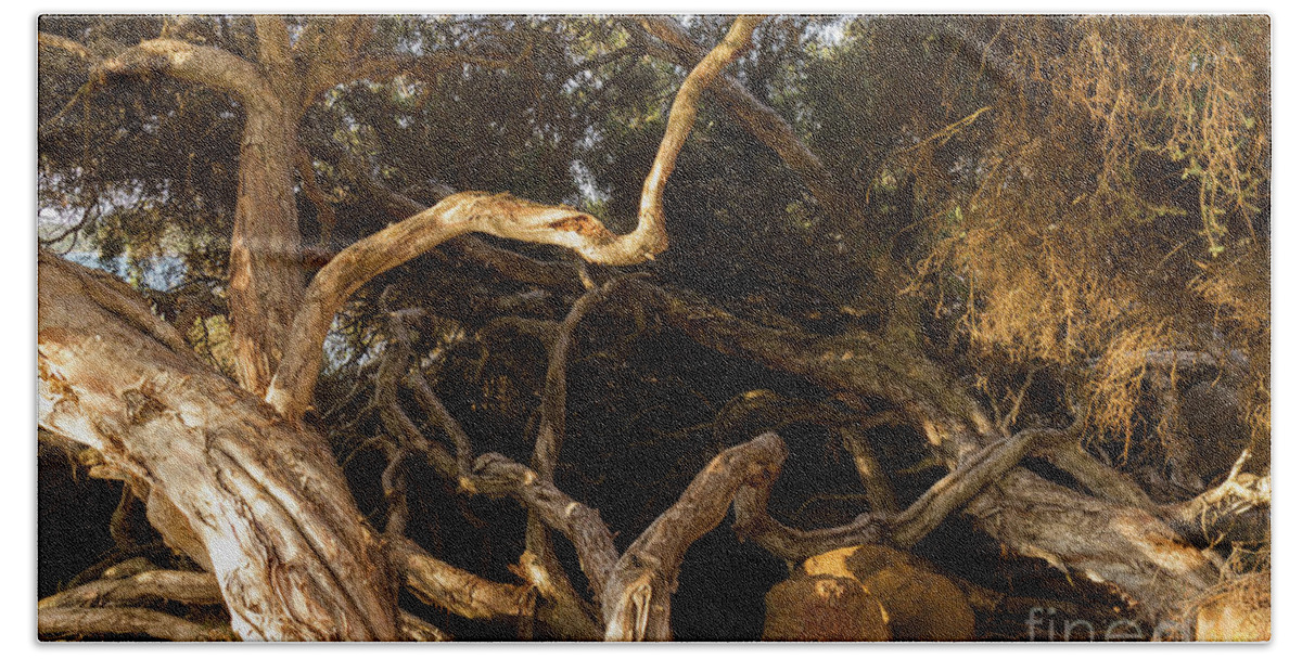 Tree Bath Towel featuring the photograph Paperbark Trees by Elaine Teague