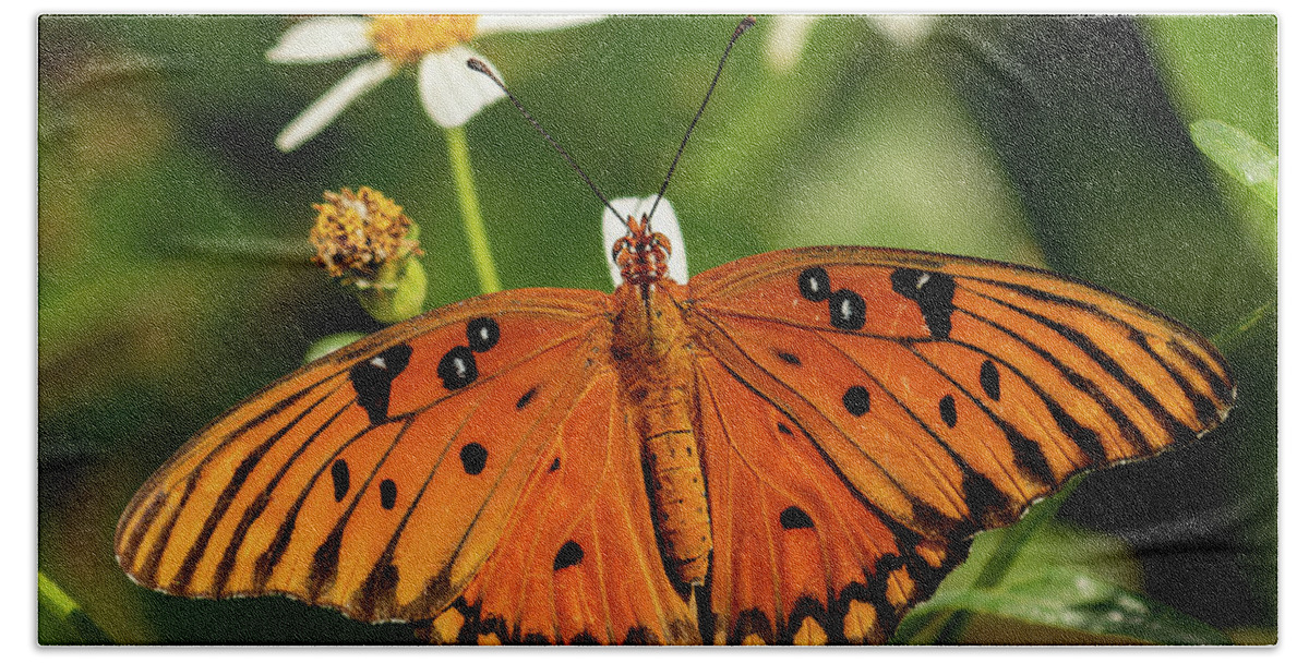 Gulf Fritillary Hand Towel featuring the photograph Passion Butterfly warms in the sun by RD Allen