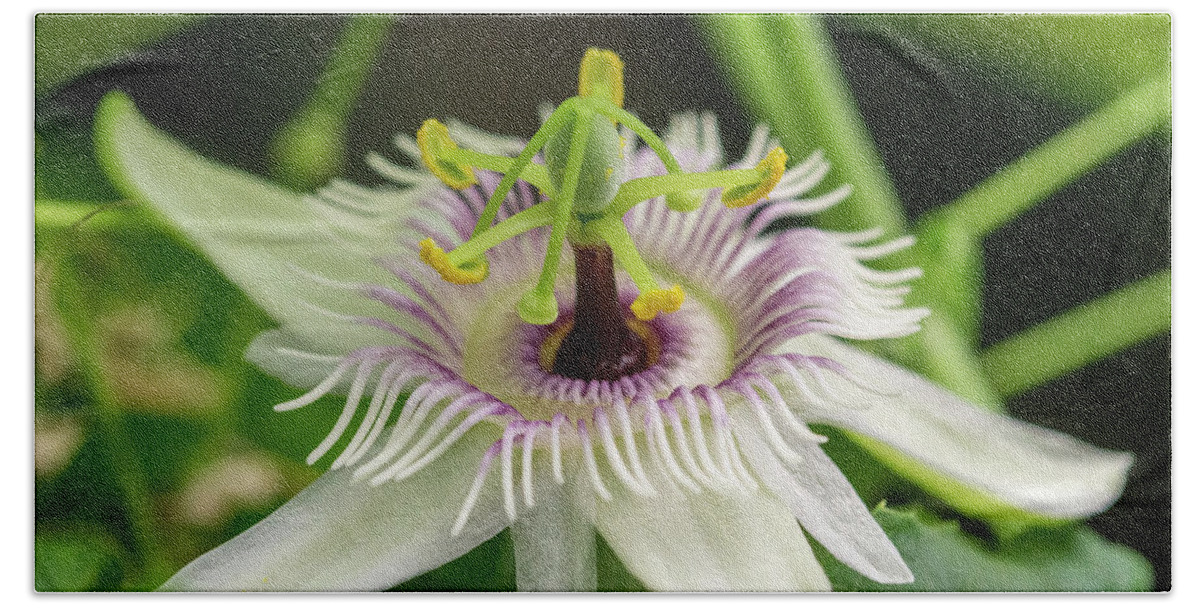 Passion Flower Hand Towel featuring the photograph Passion Flower by Gareth Parkes