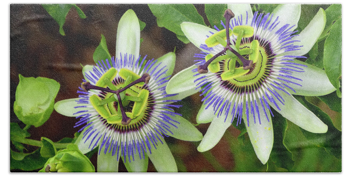 Passion Flowers Bath Towel featuring the digital art Passion Flowers 09921 by Kevin Chippindall