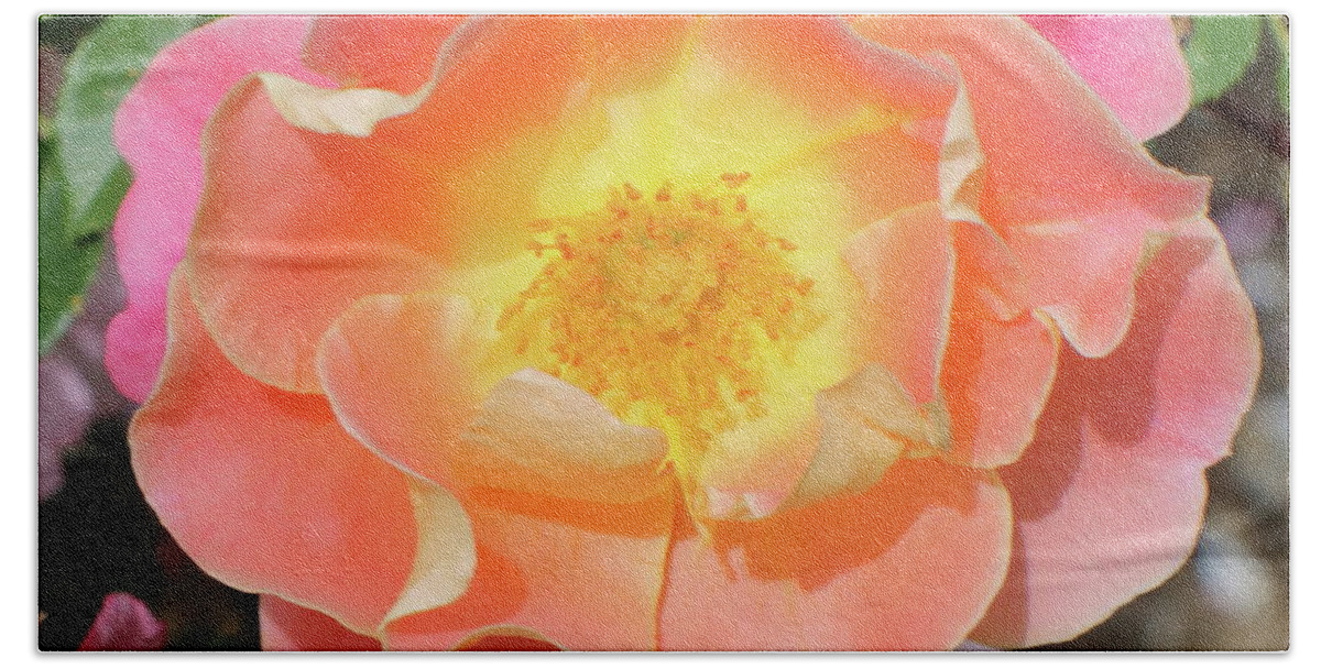 Pastel Bath Towel featuring the photograph Pastel Sunset Rose by Kathy Pope