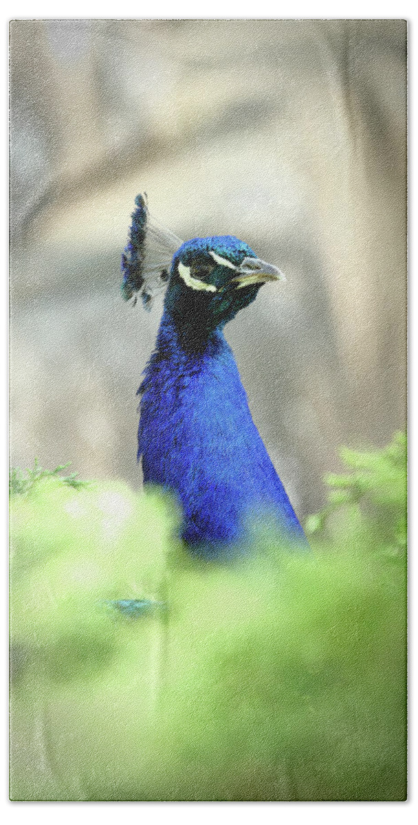 Bird Bath Towel featuring the photograph Peacock-A-Boo by Lens Art Photography By Larry Trager
