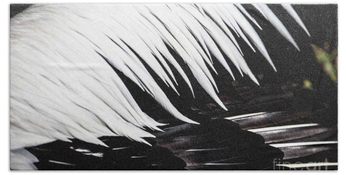 Feathers Bath Sheet featuring the photograph Pelican feathers by Sheila Smart Fine Art Photography