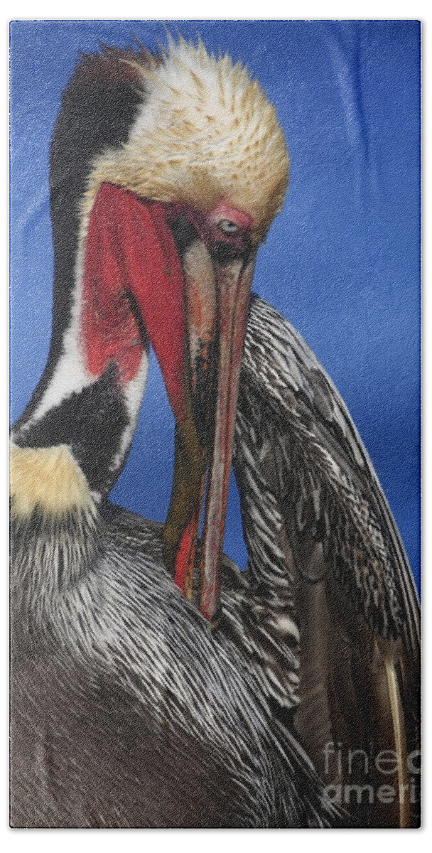 Pelicans Bath Towel featuring the photograph Pelican In Breeding Colors by John F Tsumas