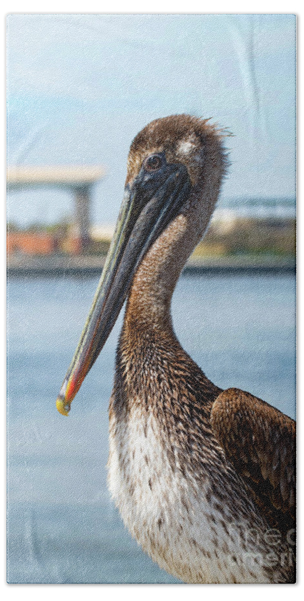 Pelican Hand Towel featuring the photograph Pelican in Downtown Pensacola, Florida by Beachtown Views