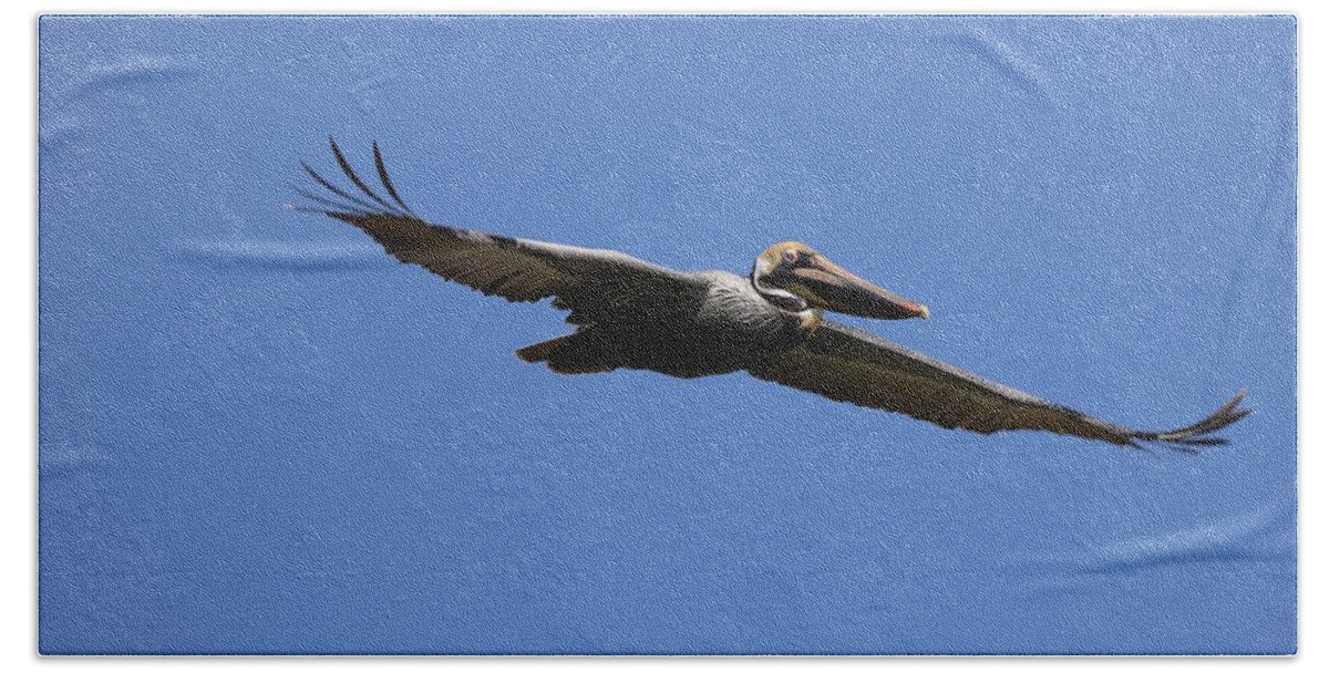 Pelicans Bath Towel featuring the photograph Pelican in Flight 2 by Mingming Jiang