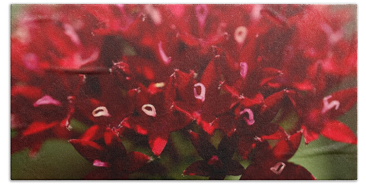 Penta Flower Bath Towel featuring the photograph Red Penta Flowers by Mingming Jiang