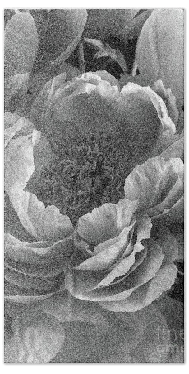Dramatic Hand Towel featuring the photograph Peonies Series B and W 1-3 by J Doyne Miller